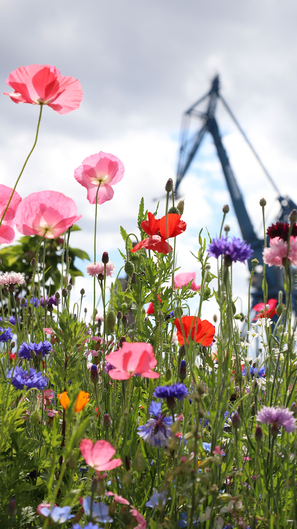 bloemen