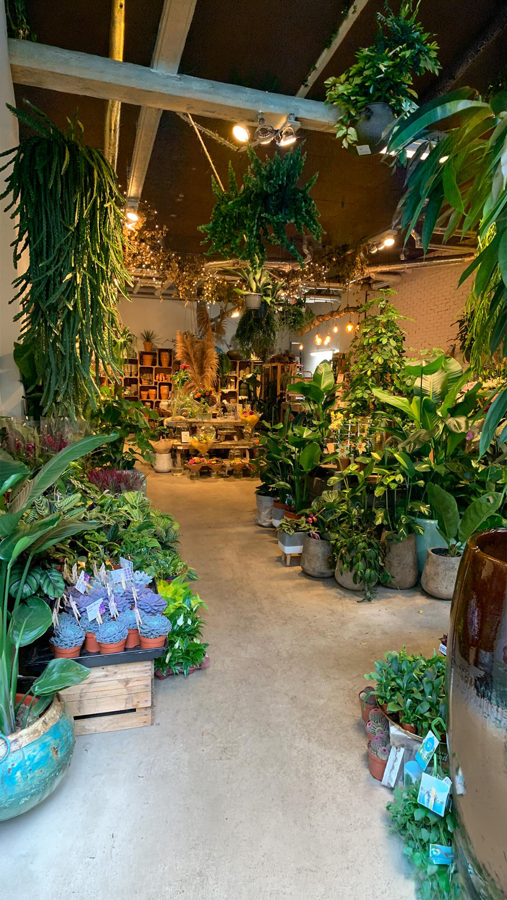 plantenzaak groter.jpeg