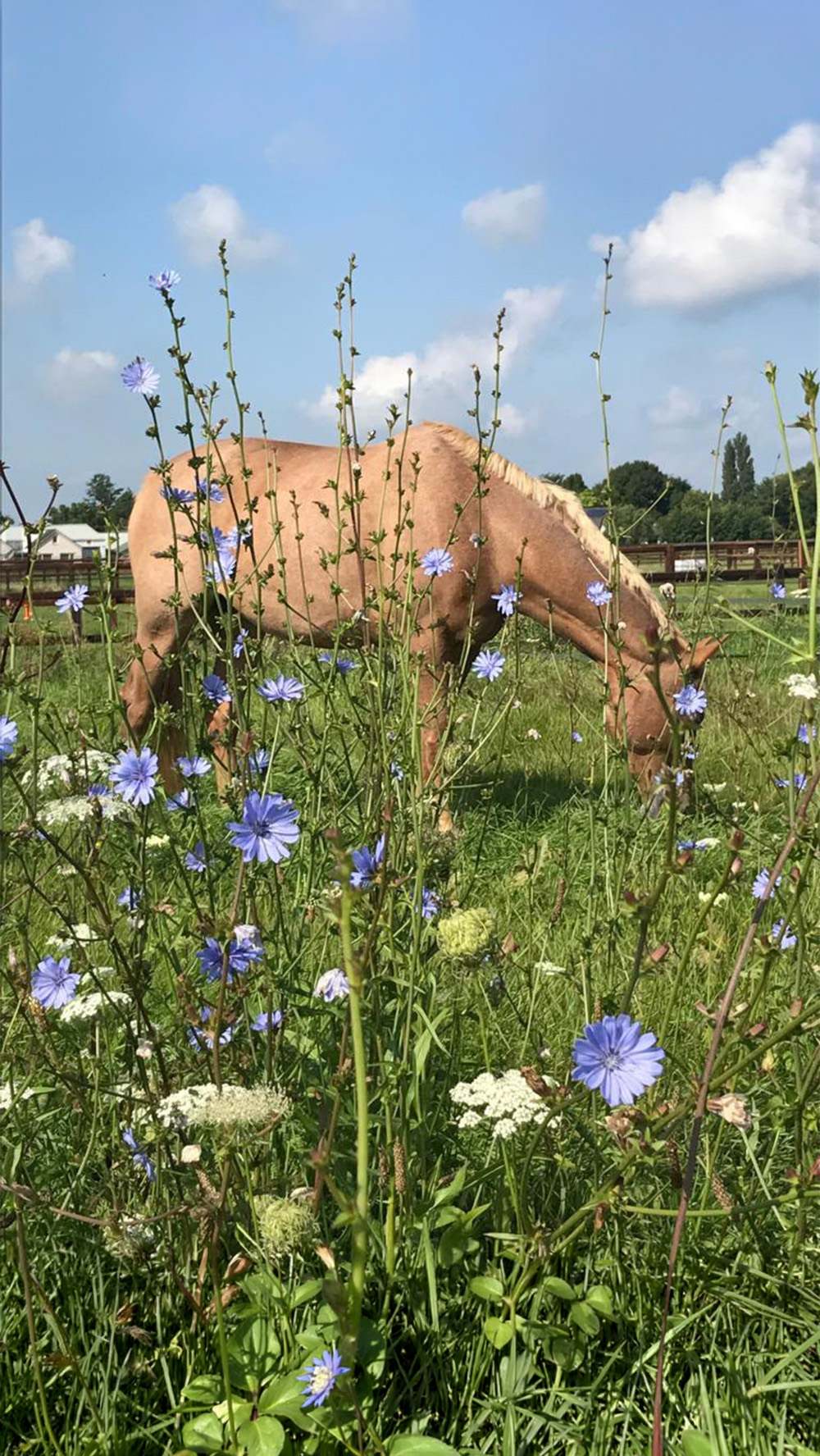 paard paarse bloemen groter
